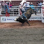 Rodeo Bull Rider_edited-1