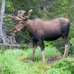 Labrador and north NF 085 small